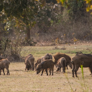 Bandhavgarh - Wild pigs